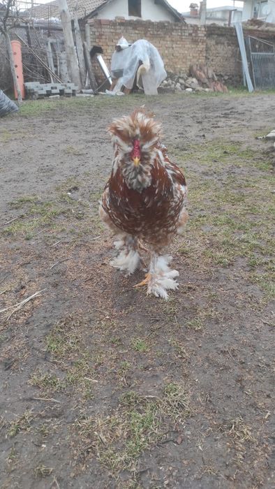 Петли струмски стандарт