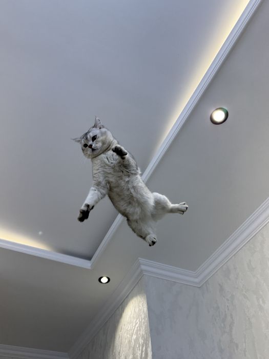 Продается кот, Серибристая Шиншилла