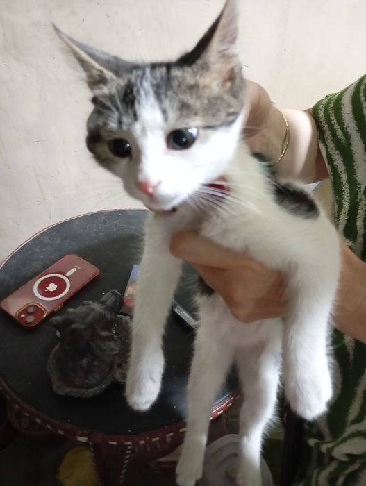 Отдадим в хорошие руки Котов  три месяца. Добрые, игривые, шустрые.