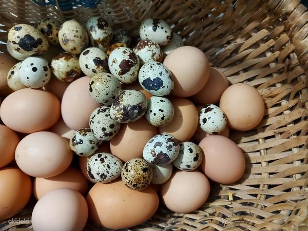 Домашние куриные/переп.яйца