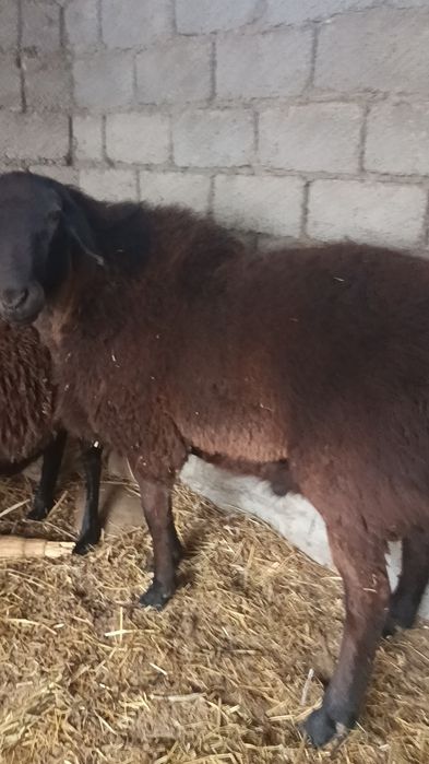 Қўчқор 2 ёшда 2 тиш