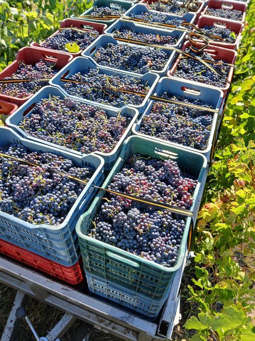Vănd struguri merlot