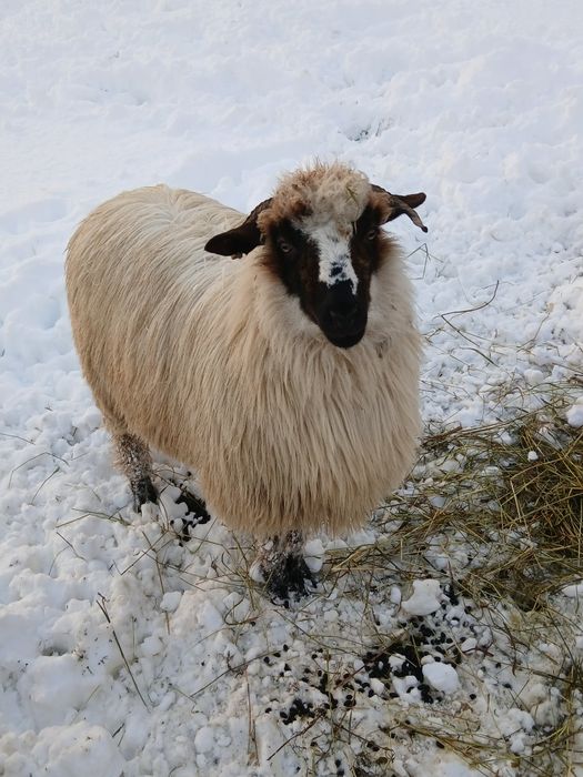 Vând două miele din primăvară.