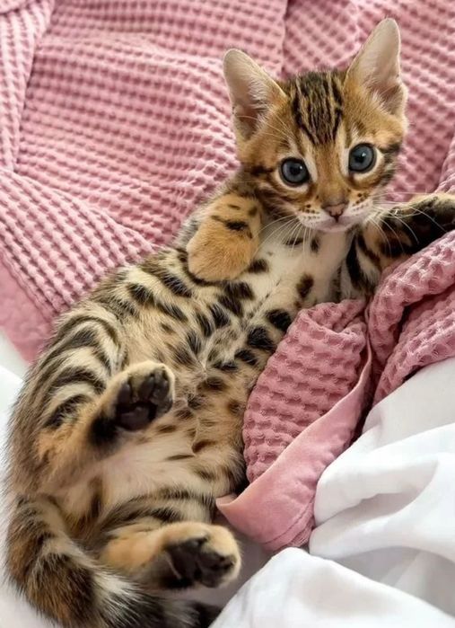 Бенгальские котята
