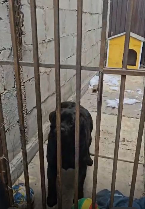 Кобель Лабрадора для вязки