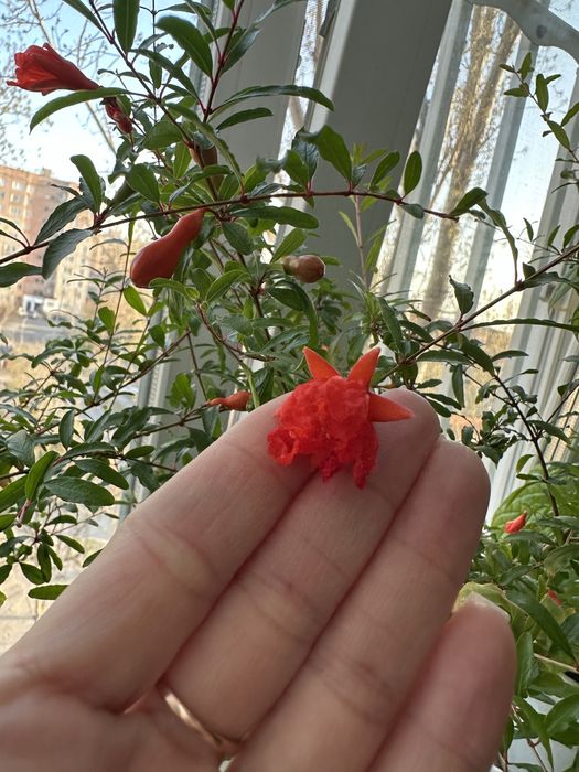 Продам гранат комнатный