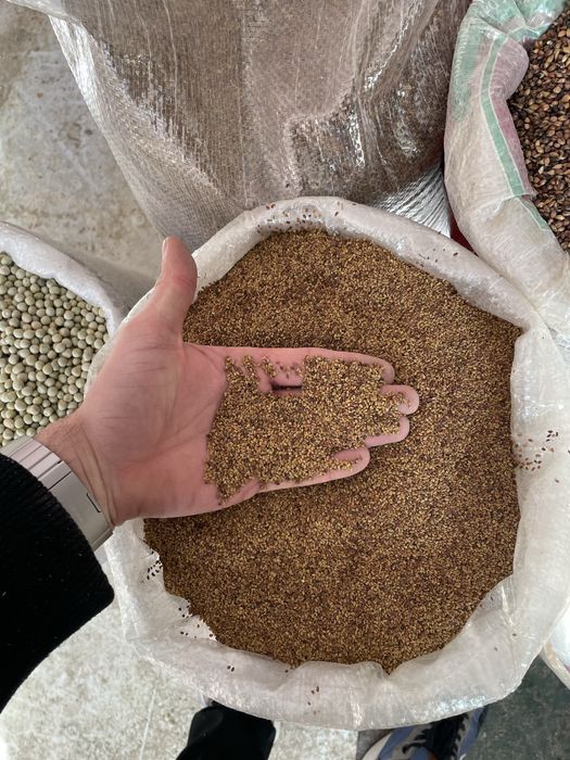 Samanta lucerna,trifoi,iarba sudan,borceag.