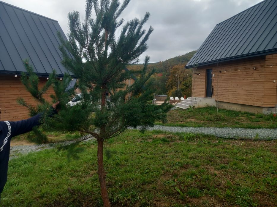 Amenajări spatii verzi