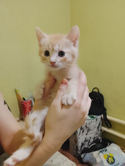 Бесплатно! Только в добрые руки!!!