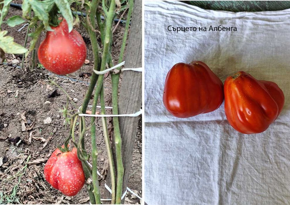 Семена от домашно отглеждани домати