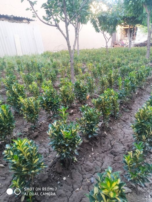 Кочатлар сотилади, Шамшод ва Бресклет лар