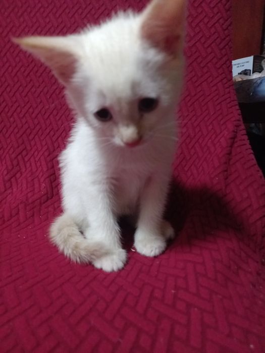 Отдам котя в добрые руки