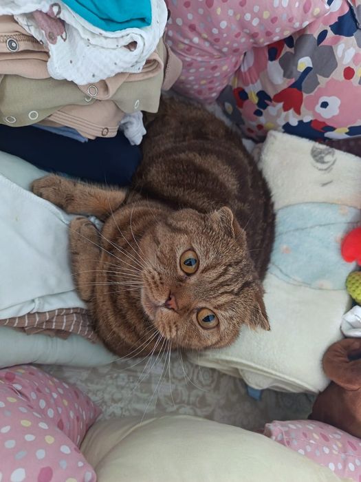 Отдаю кота кострирован *