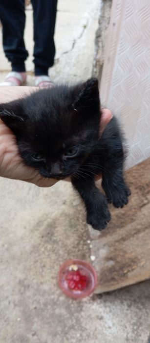 Продам или просто подарю котиков