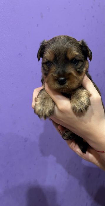 Йоркширски териер