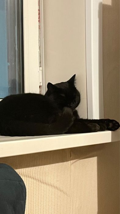 отдам кота в добрые руки