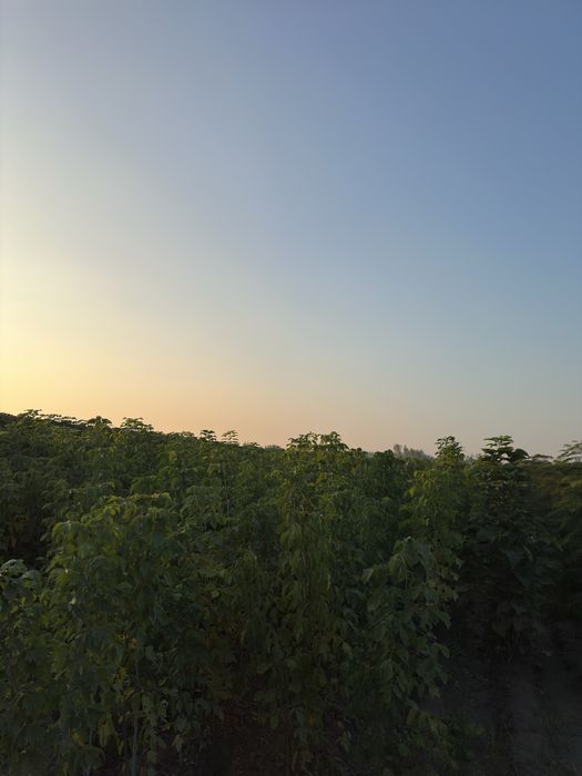 Katalpa Klyon Каталпа клён ясин сафора бор