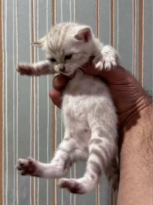 Бенгальские котята шикарного окраса