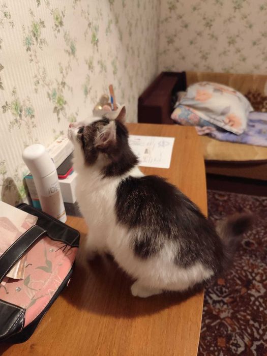 Отдам бесплатно котёнка девочка