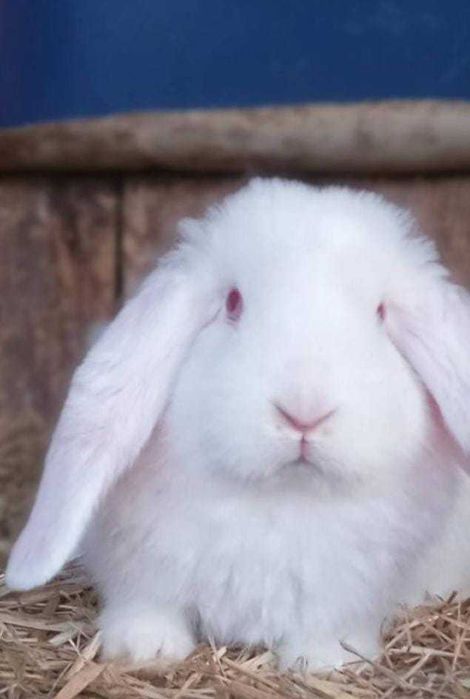 Iepure berbec german Si California