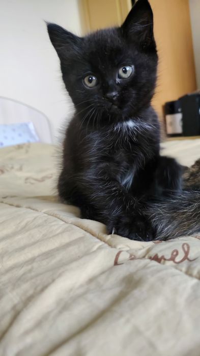 Отдам котят в хорошие руки