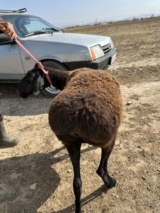Саулыктар сатылады семыз