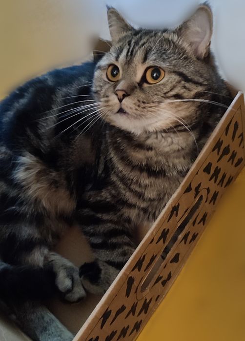 Котенок Скоттиш фолд мальчик