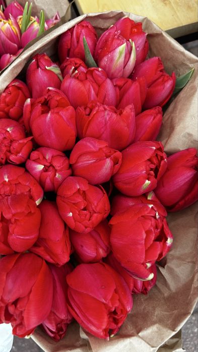 Тюльпаны оптом |300/в пачке 20 штук /