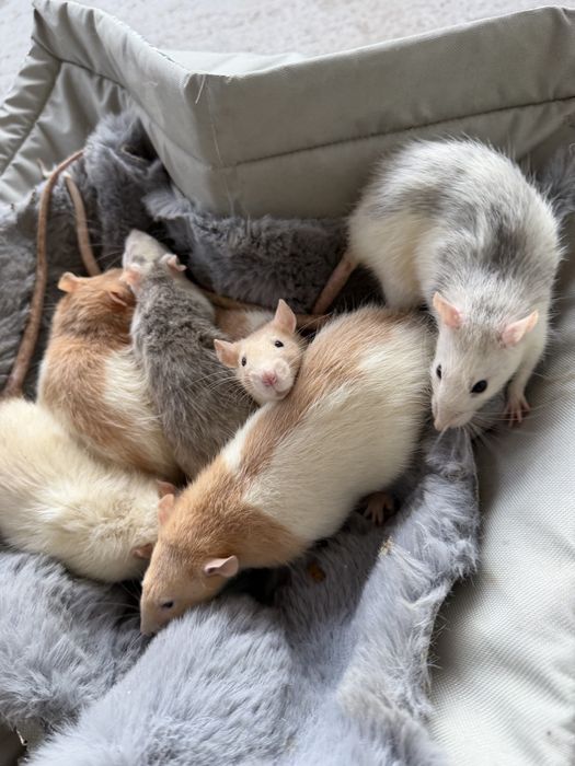 Vand șobolani de companie