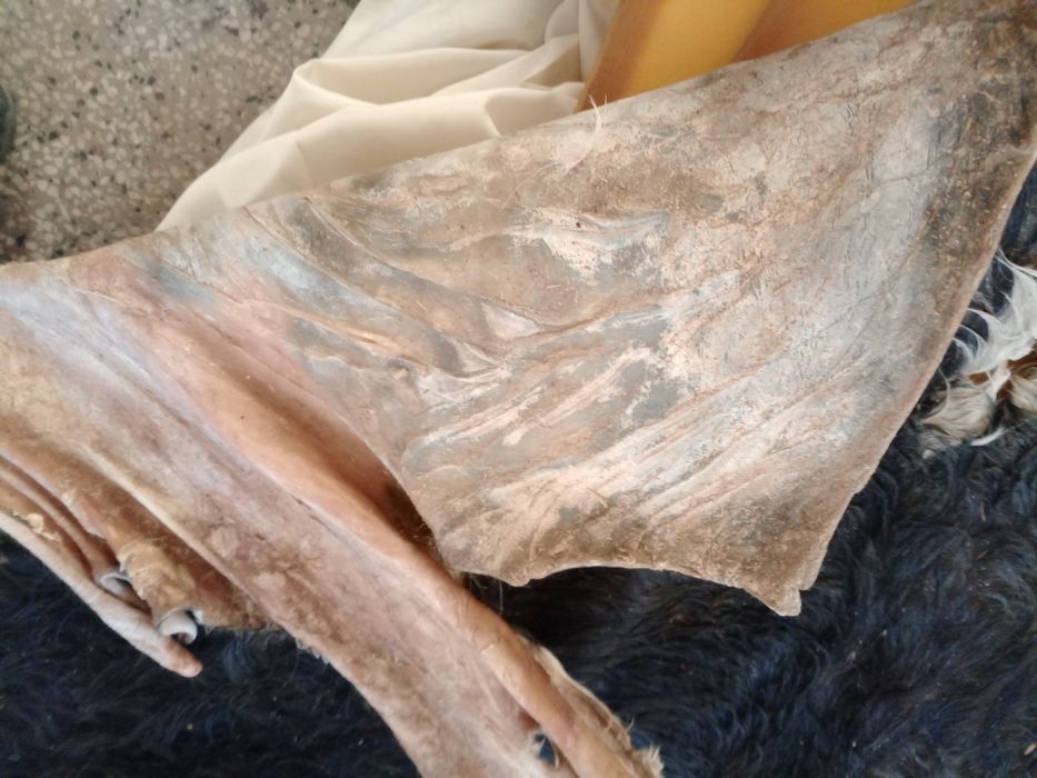 Кози кожи изсушени