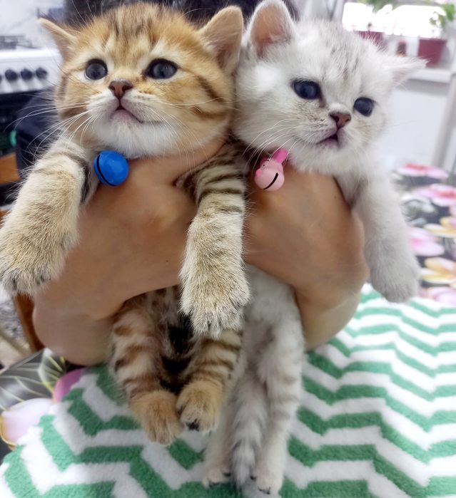 Toza qon mushukchalar sotiladi