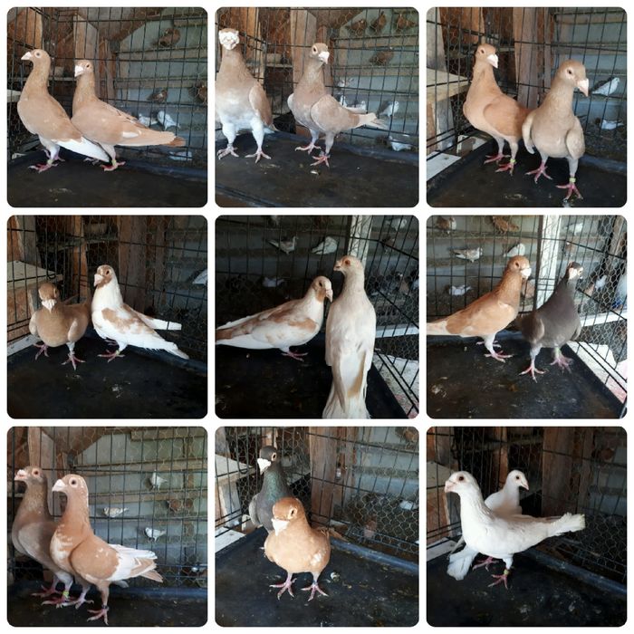 De vânzare porumbei voiajori stil vechi