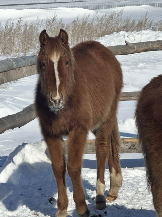 Лошади жеребята