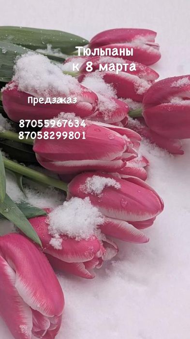 Бронирование тюльпанов