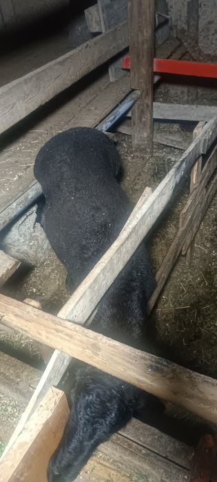 Qoʻchqorla sotiladi