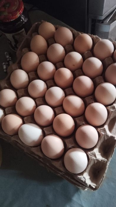 Яйцо домашнее. Колдын жумырткасы