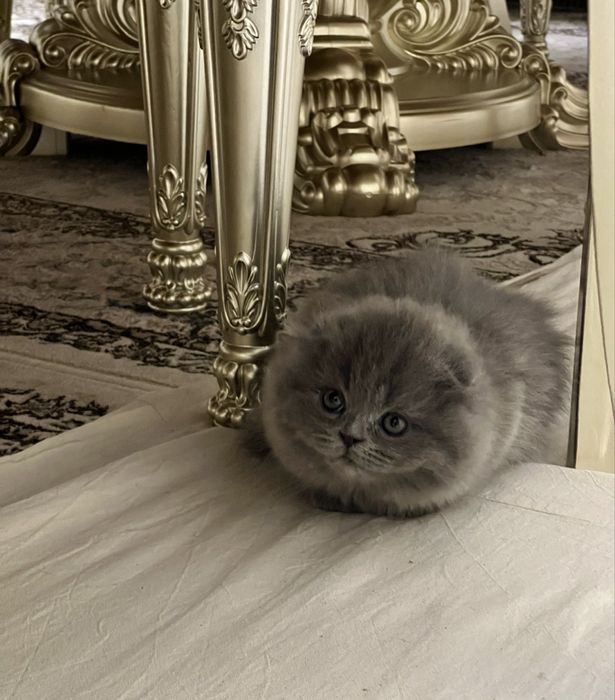 Хайленд-фолд девочка