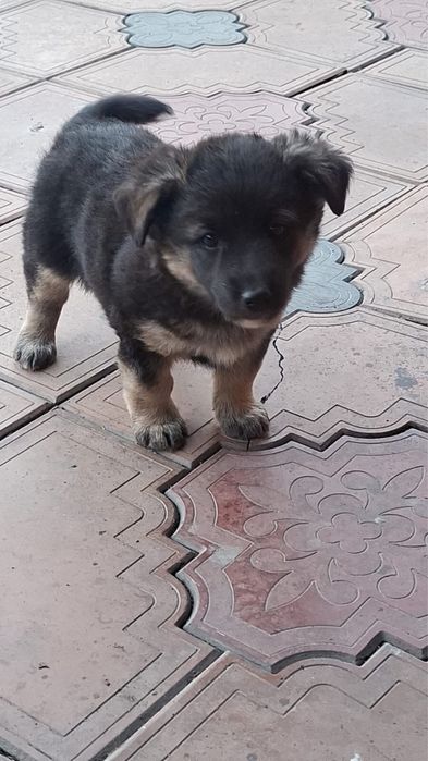 Бесплатно отдам щенят