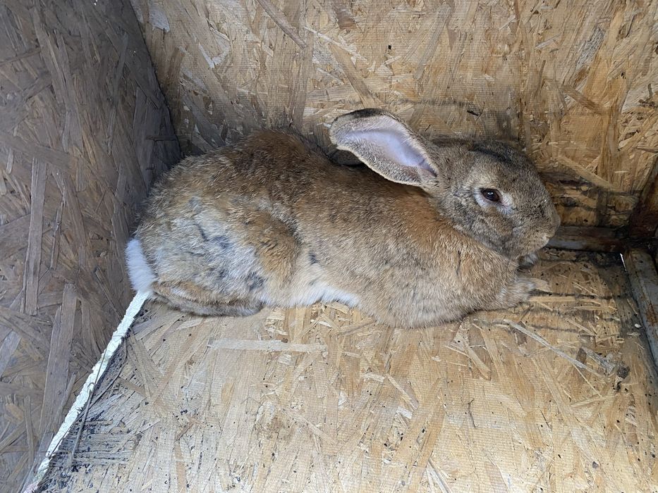 Продам крольчиху большая