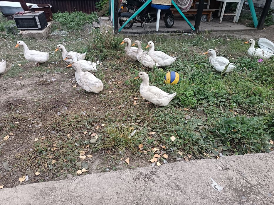 Утки utkiutkiutki