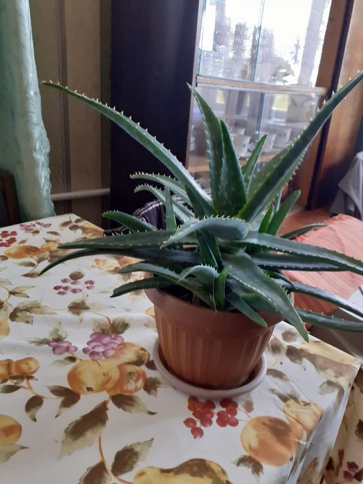 Комнатные растения