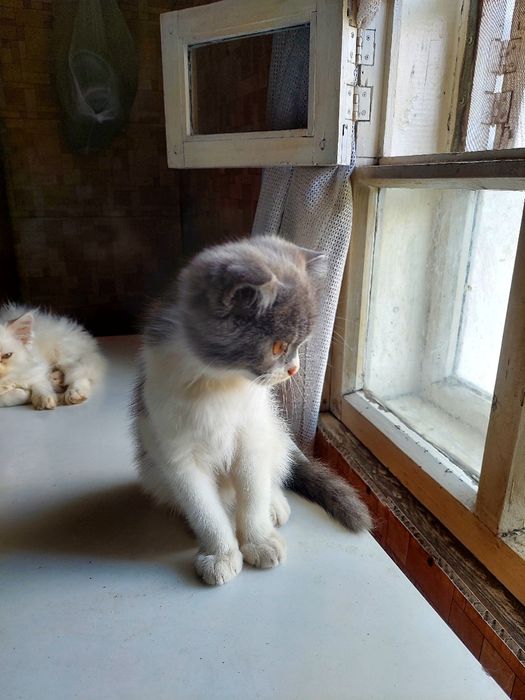 Отдам котят за фрукты 1 кг.