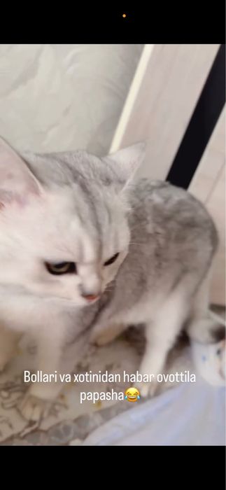 Mushuklar sotiladi. Britanskiy shinshilla srochno . Erkak, ayol. Bola