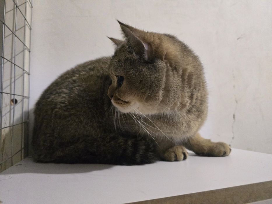 Залатой шиншилла мальчик