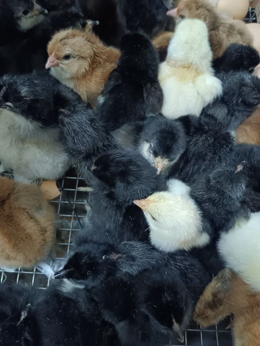 услуга инкубатора   Инкубатор хизмати