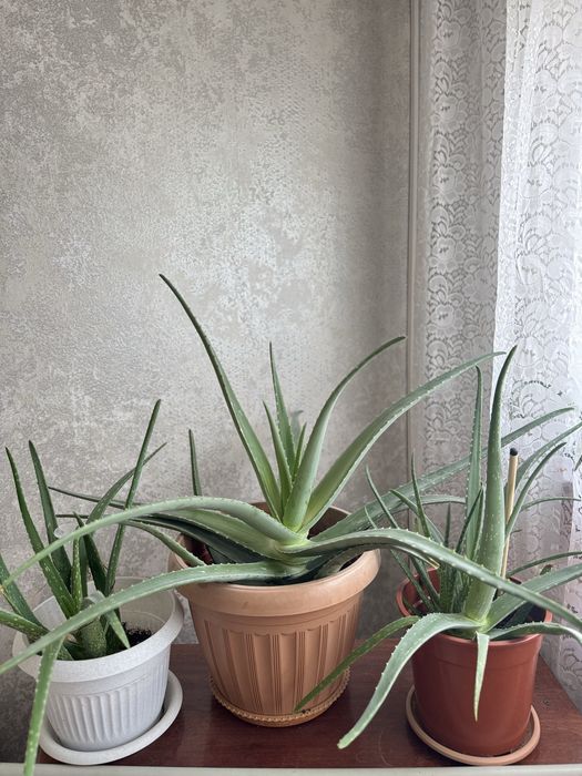 Алоэ домашнее, с горшком