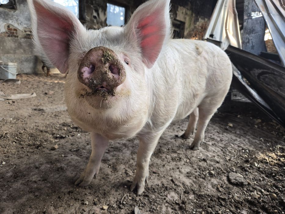 Домашно прасе за клане