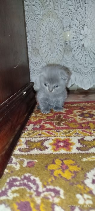 Вислоухие котята