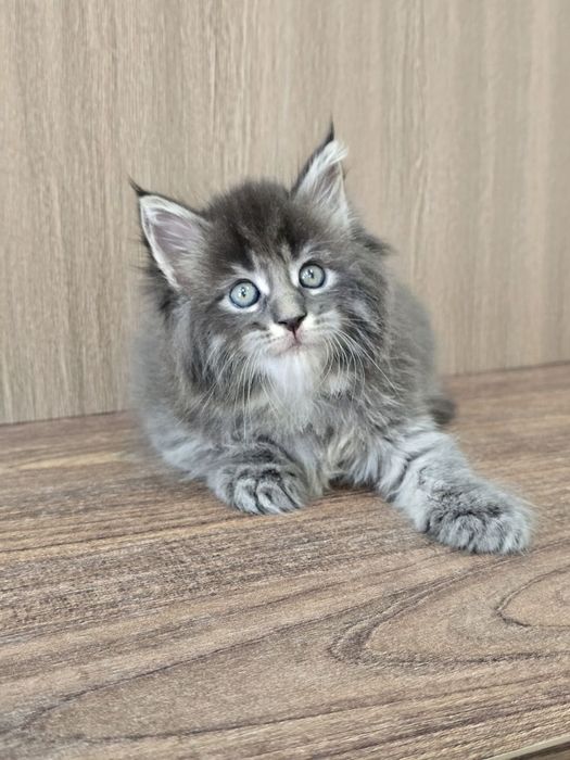 Мейн кун девочка