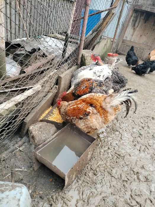 Cocoși de țară preț 70 leo